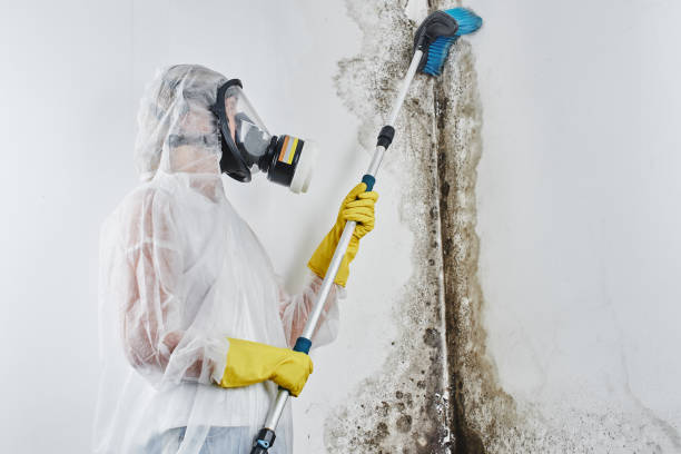 Best Attic Mold Removal  in Georgetown, CT