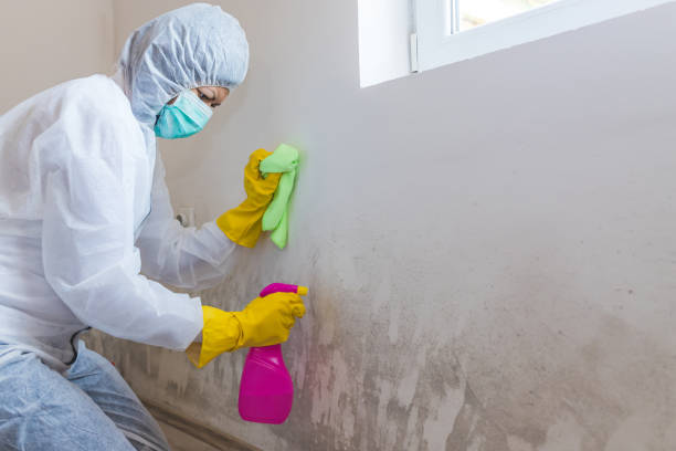 Best Biohazard Mold Removal  in Georgetown, CT